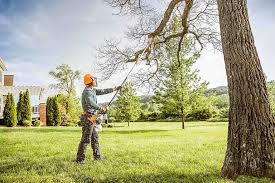 Tree and Shrub Care in Hawaiian Gardens, CA