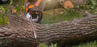 Best Tree Cabling and Bracing  in Hawaiian Gardens, CA