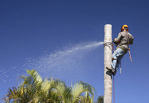 Best Fruit Tree Pruning  in Hawaiian Gardens, CA