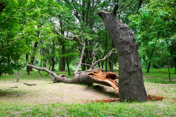 Best Utility Line Clearance  in Hawaiian Gardens, CA