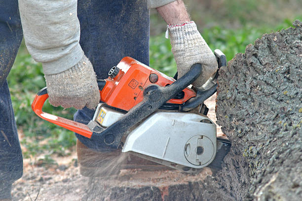 Professional Tree Removal Services in Hawaiian Gardens, CA