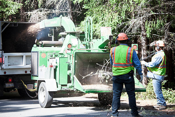 Best Hazardous Tree Removal  in Hawaiian Gardens, CA