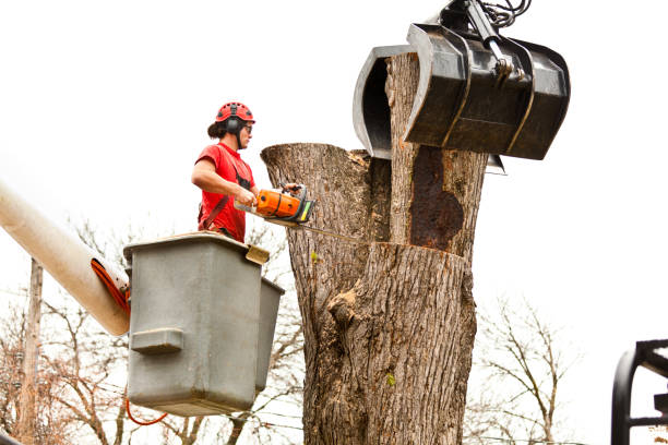 How Our Tree Care Process Works  in  Hawaiian Gardens, CA