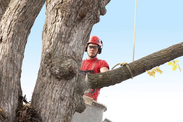 Best Tree Removal  in Hawaiian Gardens, CA